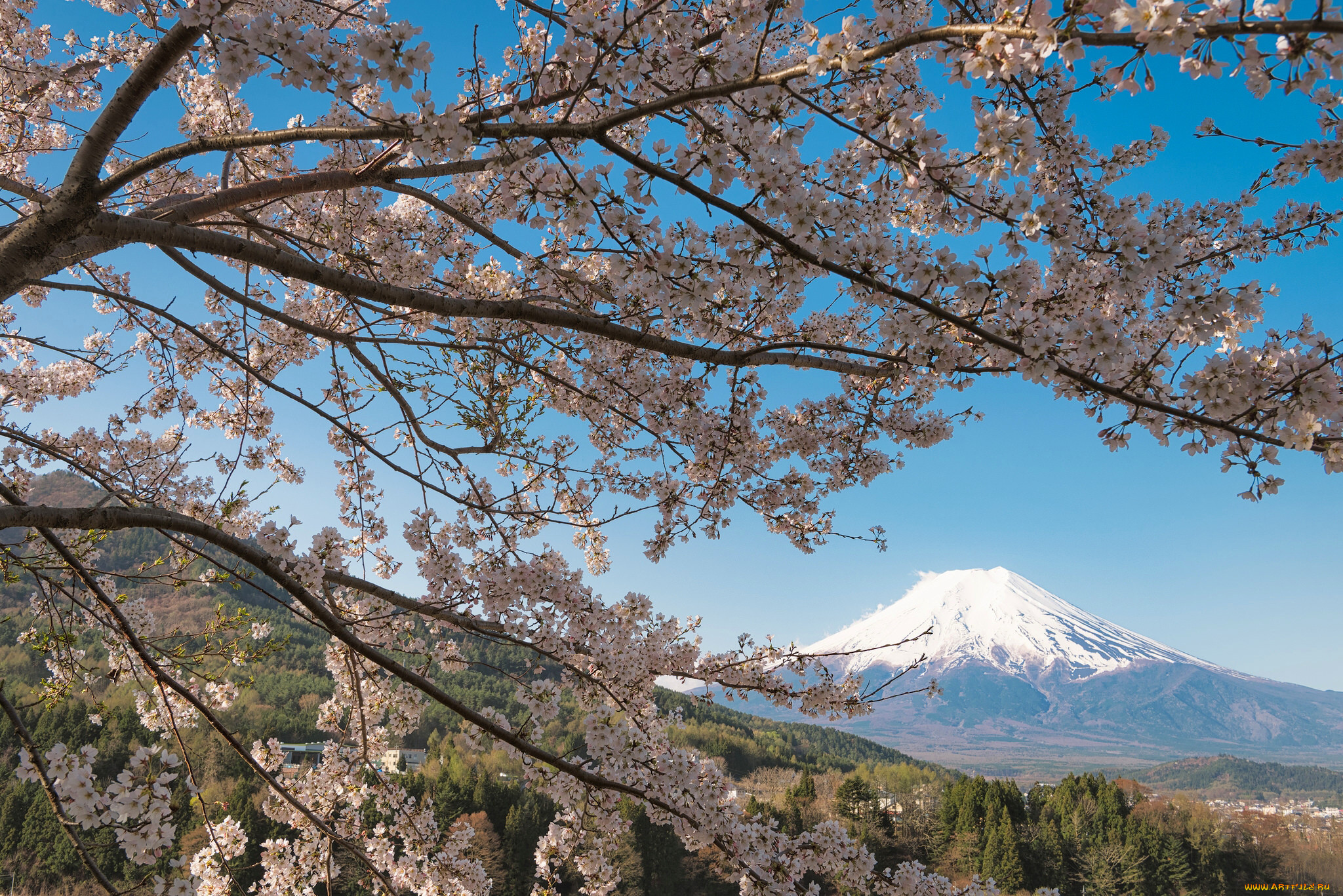 Фудзи чита сайт. Сакура. Фудзи. Япония гора Фудзияма и Сакура. Вишня Фудзи дерево. Гора курама.